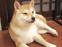 -逗柴咖啡屋·狗咖猫咖宠物桌游