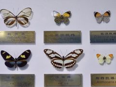 -上海昆虫博物馆