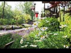 -合肥滨湖国家森林公园