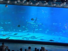 -烟台海昌鲸鲨海洋公园