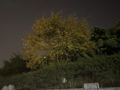 -龙头寺公园
