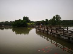 -大湾区中央湿地公园