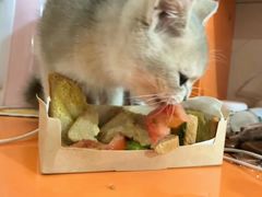 -Bastet sally猫舍购宠(静安店)