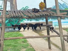 -西霞口神雕山野生动物世界