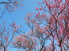 -梅花山(明孝陵内)