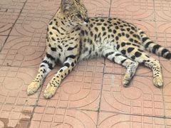 -西霞口神雕山野生动物世界