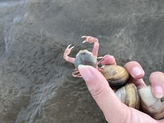 -启东黄金海滩景区