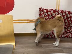 -柴迷FANS CLUB·柴犬狗咖·猫咖