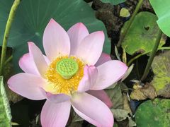 -莲花池公园