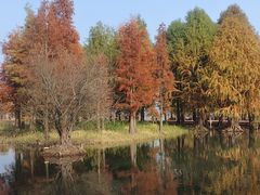 -贡湖湾湿地公园