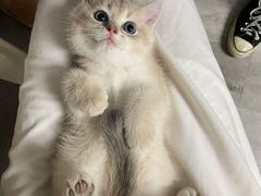 -贝康宠物医院·犬猫全科·小动物特色诊疗中心(东环路店)