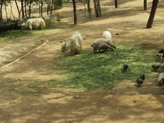 -石家庄市动物园