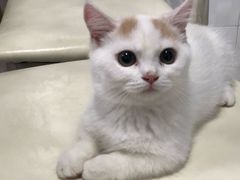 -喵的天空名猫咖啡馆·撸猫·猫舍·用品