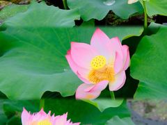 -荷塘月色湿地公园·向阳花洲