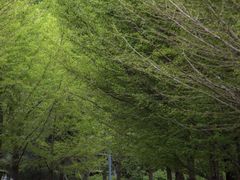 -长白岛森林公园