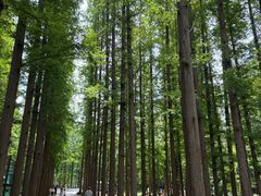 -日照海滨国家森林公园