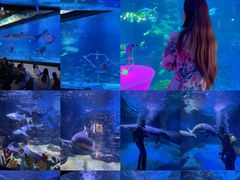 -烟台海昌鲸鲨海洋公园