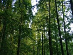 -崇明东平国家森林公园烧烤房车露营地