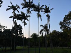 -深圳仙湖植物园