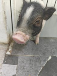 -神奇动物撸宠馆·羊驼·小浣熊·异宠(豫园店)