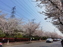 -高东镇樱花园