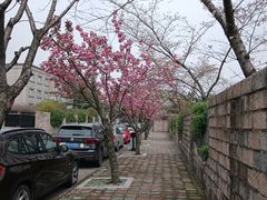-嘉定紫藤园