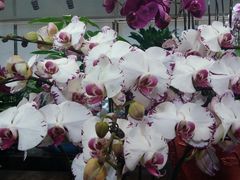 -双季花艺园艺市场(浦东店)