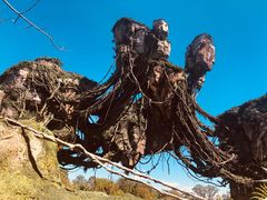 -奥兰多迪士尼动物王国乐园