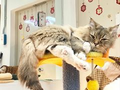 -COLOR PETS 撸猫馆·购猫·猫咖(长风大悦城店)