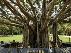 -深圳仙湖植物园