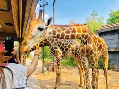 -清迈夜间动物园