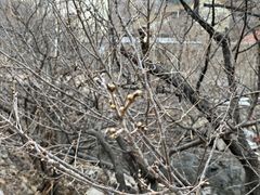 -老张烤羊(王哥庄店)