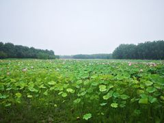 -东郊湿地公园
