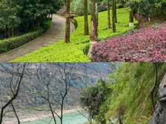 -铁山坪森林公园