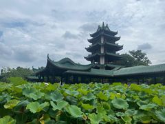 -桂湖森林公园