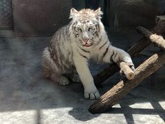 -西安秦岭野生动物园