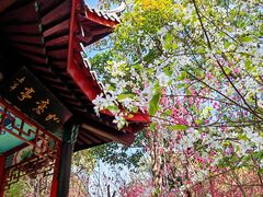 -南汇桃花村