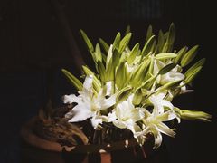 -桂语山房(满觉陇店)