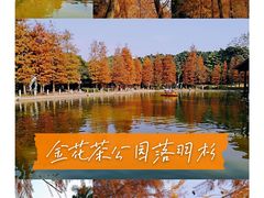 -金花茶公园