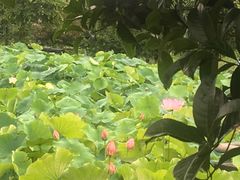 -洪湖家庭农场·团建·露营·会议