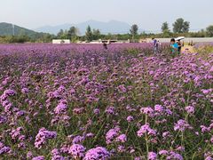 -北京东方普罗旺斯薰衣草庄园