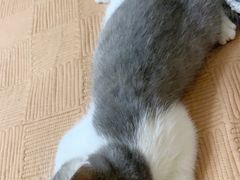 -瑞派宠物医院·CT影像中心·猫友好医院(奥城店)