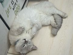 -宠物星动物医院·眼科·异宠·猫科(江南大道总院)