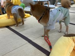 -逗柴咖啡屋·狗咖猫咖宠物桌游