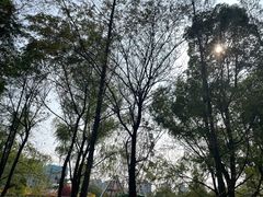 -洋湖国家湿地公园