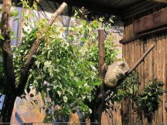 -广州长隆野生动物世界