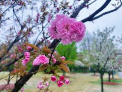 -顾村公园