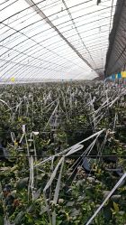 -蓝呗呗蓝莓草莓采摘园(通州区马驹桥店)