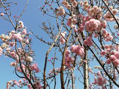 -天适樱花悠乐园