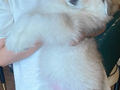 -遇见羊驼·奶狗咖·布偶猫咖·法斗柯基柴犬阿拉斯加(春熙路太古里IFS店)